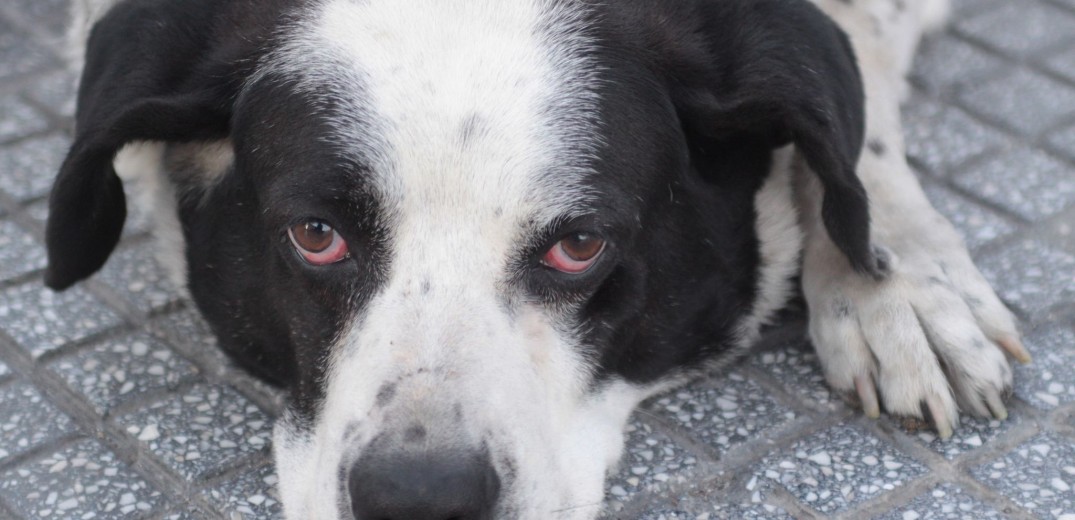 Θεσσαλονίκη: 85χρονος πυροβόλησε και τραυμάτισε αδέσποτο σκύλο