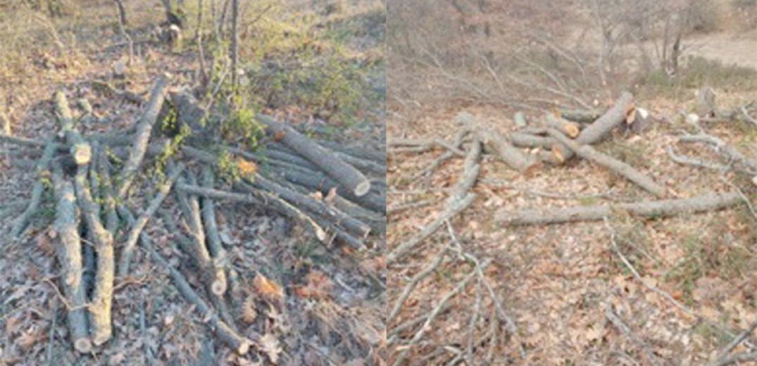 Κιλκίς: Έκοψαν παράνομα 500 δένδρα στο δασικό σύμπλεγμα Κρουσσίων&#33;