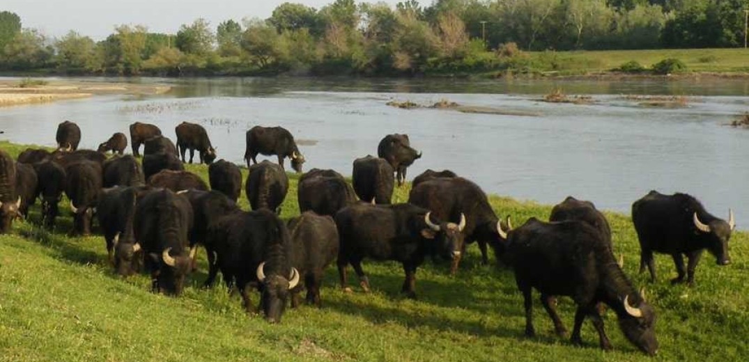 Σέρρες - Ιδιοκτήτης φάρμας νεροβούβαλων: Τα τσακάλια τρώνε τα ζώα μας