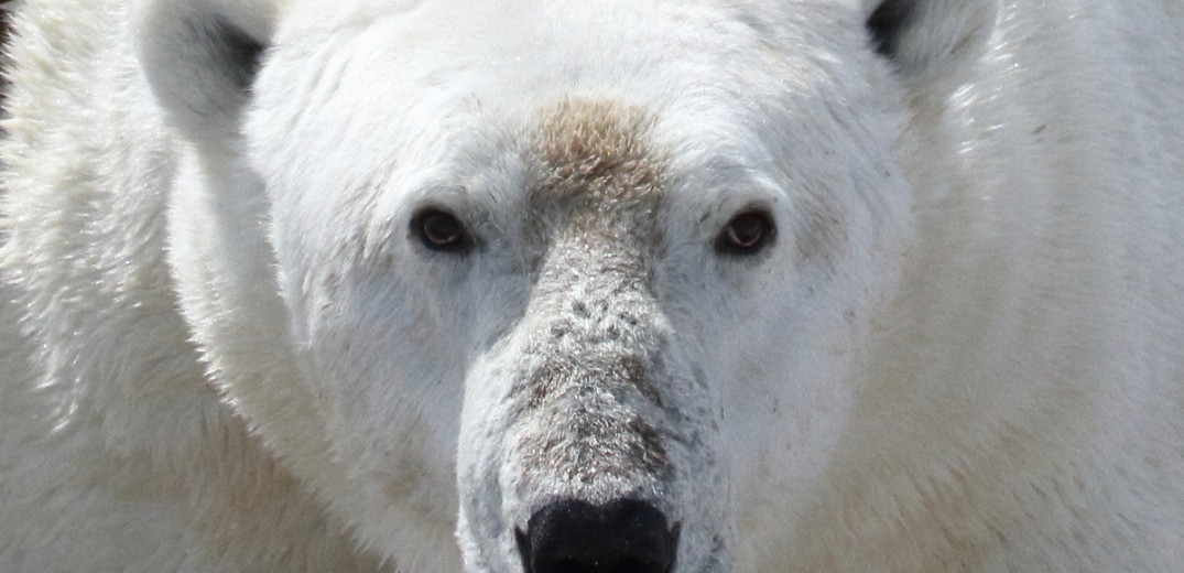 Μελέτη: Τα ζώα της Ανταρκτικής καίγονται από τον ήλιο
