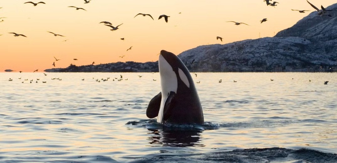 Οι επιστήμονες κατάλαβαν γιατί οι φάλαινες όρκες περνούν εμμηνόπαυση