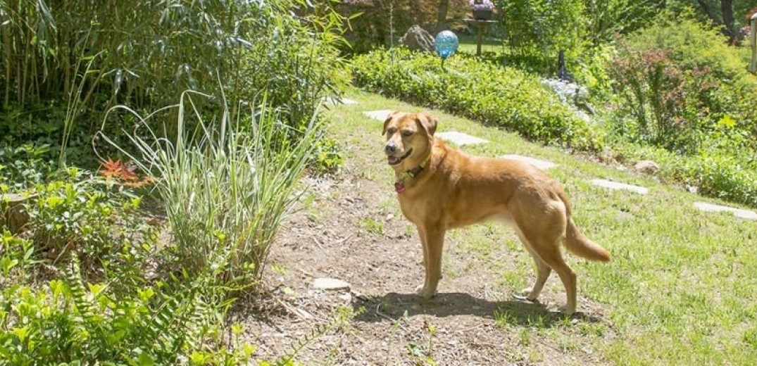 Πρόστιμο 2.000 ευρώ σε ιδιοκτήτη σκύλου στην Αλεξανδρούπολη - Το είχε αφήσει βρώμικο και χωρίς νερό