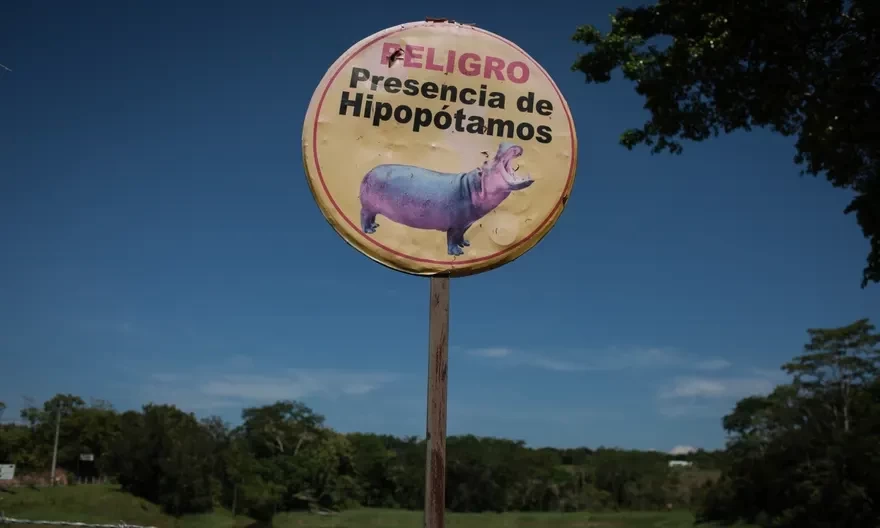 hippos1.webp