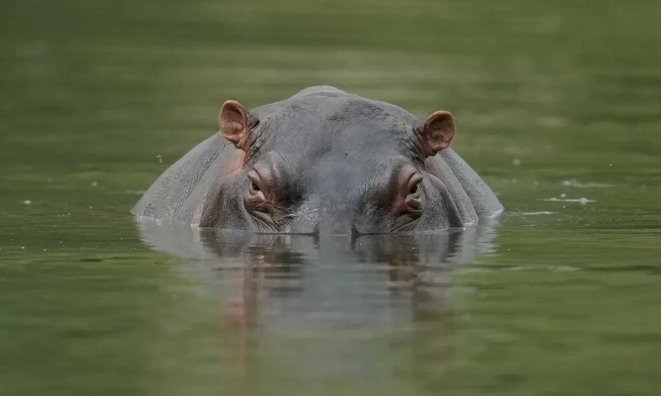 hippos2.webp