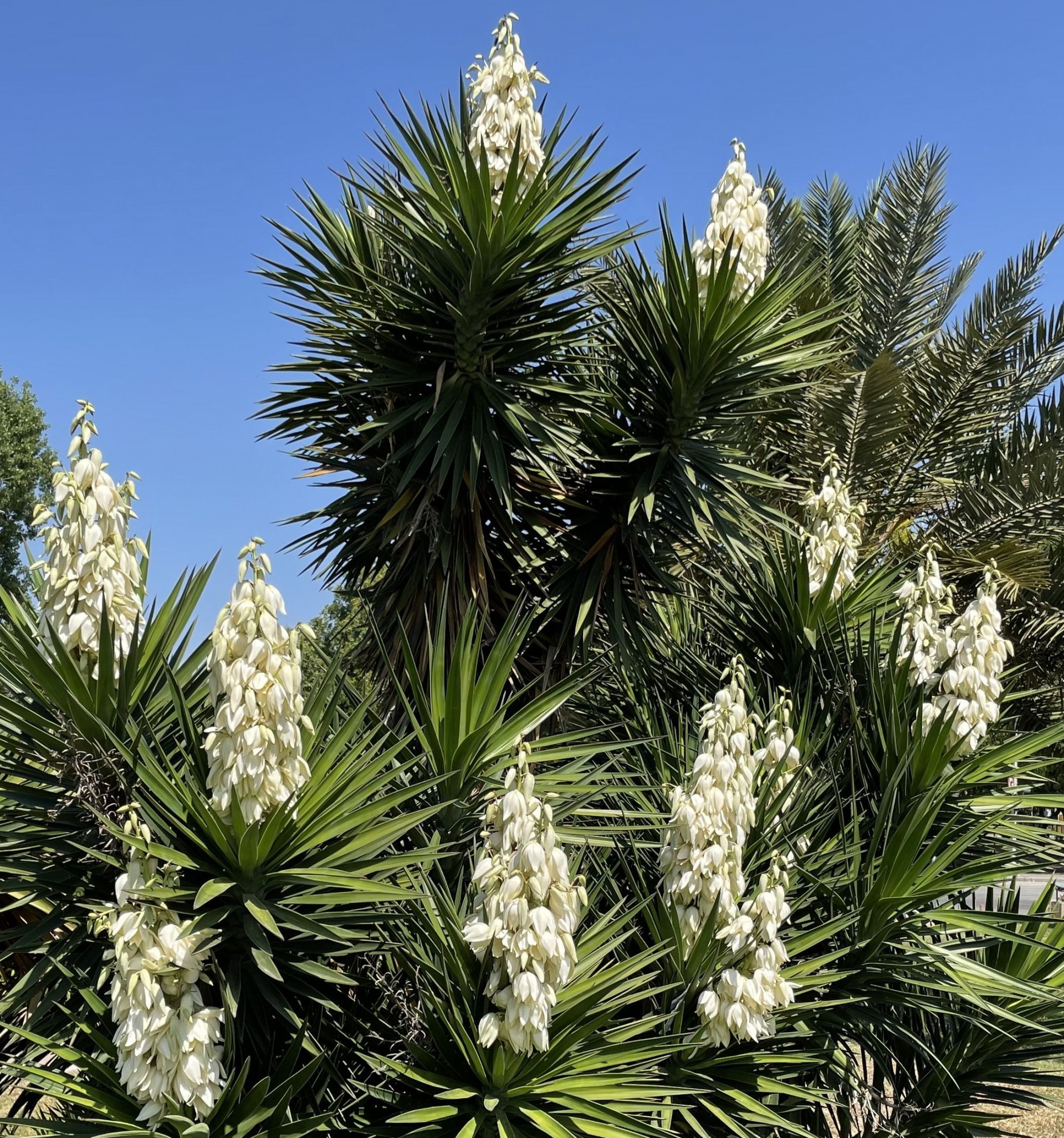 yucca-gloriosa-img-0874.jpg