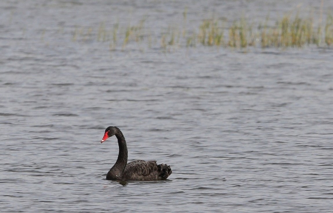 black-swan1.jpg