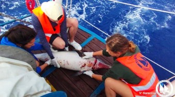 Καταγγελία: Τουρκικά αλιευτικά σκάφη θανατώνουν μαζικά δελφίνια στο ΒΑ Αιγαίο (φωτ.)