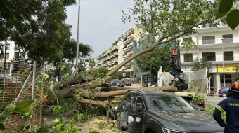 Θεσσαλονίκη: Τεράστιο δέντρο ξεριζώθηκε και καταπλάκωσε δύο αυτοκίνητα - Άγιο είχε ένας οδηγός (βίντεο, φωτ.)