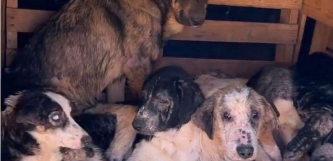 Δήμος Ωραιοκάστρου: Ημερίδα για την προώθηση της υιοθεσίας αδέσποτων ζώων συντροφιάς