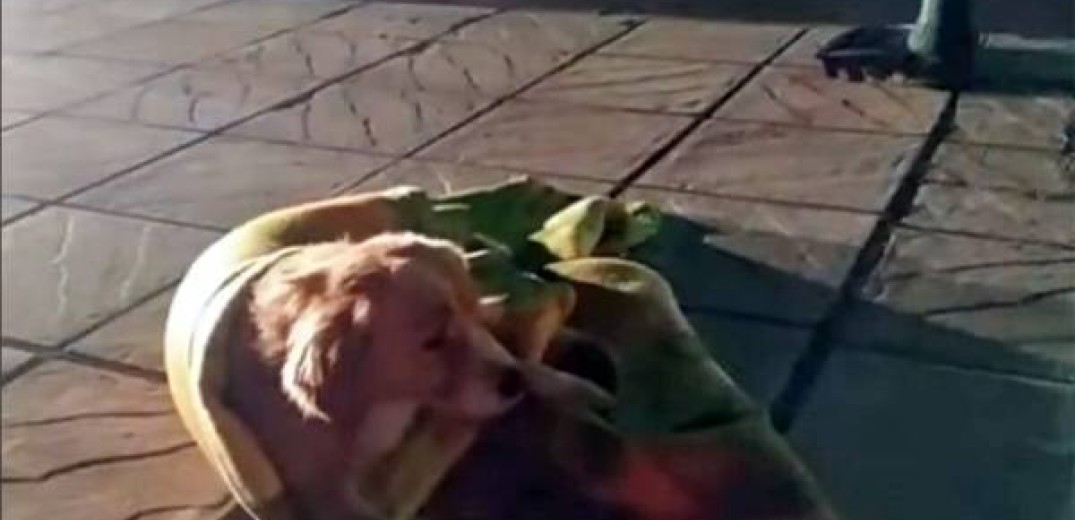 Η ανθρωπιά του αστυνομικού έσωσε... έναν τραυματισμένο σκύλο 