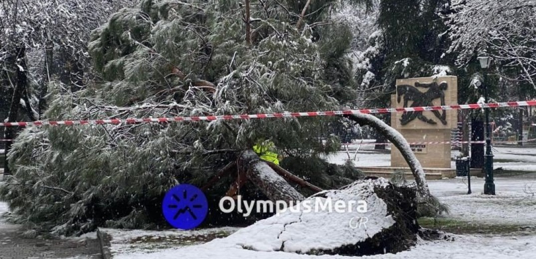 Πάρκο Κατερίνης: Ξεριζώθηκαν δέντρα από τον χιονιά – Επικίνδυνη η διέλευση (Φωτ.)
