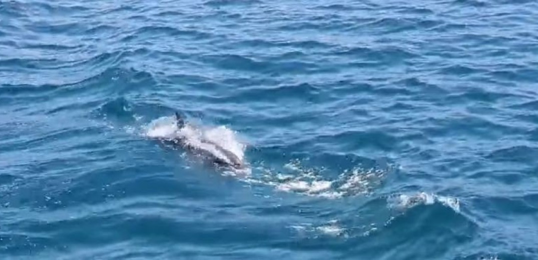 Νεαρό δελφίνι βγήκε σε παραλία στην Κόρινθο -  Αγωνιώδεις προσπάθειες να το επιστρέψουν στα βαθιά  (βίντεο)