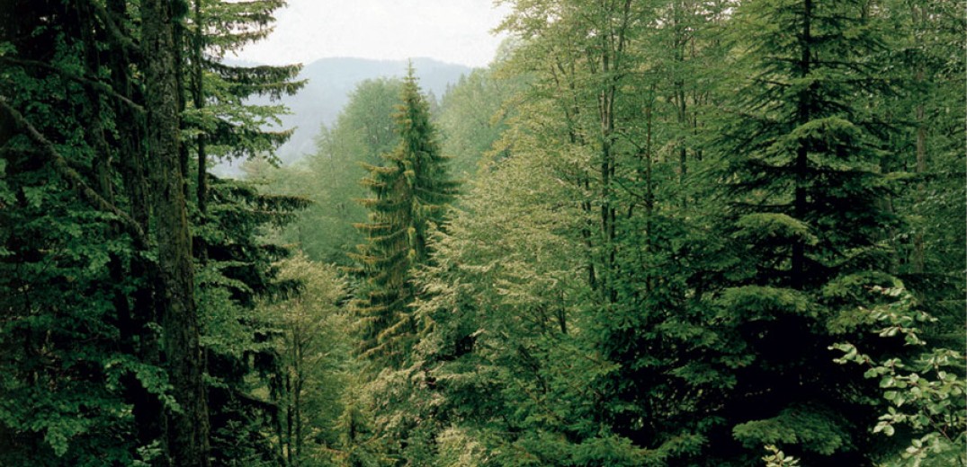 Παγκόσμια έκθεση επιβεβαιώνει: Δάση και χώροι πρασίνου μειώνουν τους κινδύνους για την υγεία