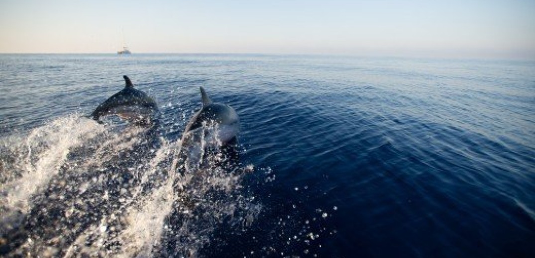 Βρετανία: Τουλάχιστον 55 μαυροδέλφινα εξόκειλαν σε ένα νησί της Σκωτίας - Μόνο 10 επιβίωσαν