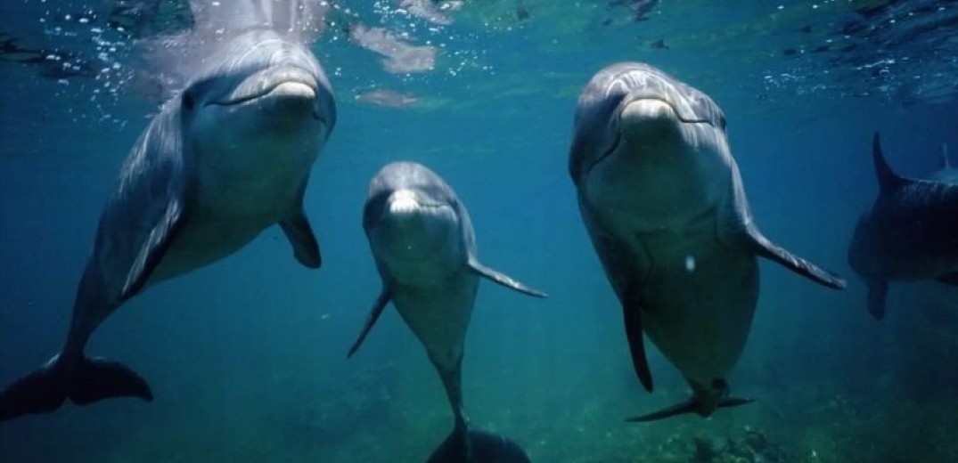 Τα δελφίνια σχηματίζουν τα μεγαλύτερα συμμαχικά δίκτυα μετά τους ανθρώπους για να... φλερτάρουν