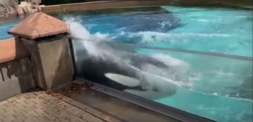 Σπαρακτικό βίντεο: Φάλαινα χτυπιέται στο τζάμι του ενυδρείου μετά από 12 χρόνια απομόνωσης (βίντεο)