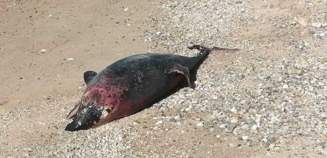 Χαλκιδική: Νεκρό δελφίνι στην παραλία Πορταριάς