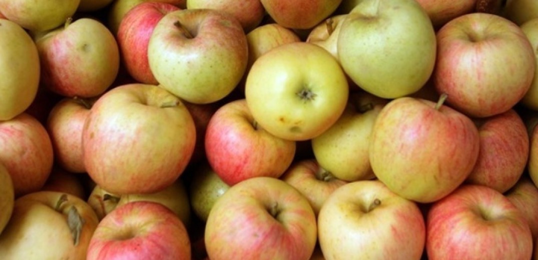 Δίνονται αποζημιώσεις στους καλλιεργητές μήλων στην Π.Ε. Λάρισας