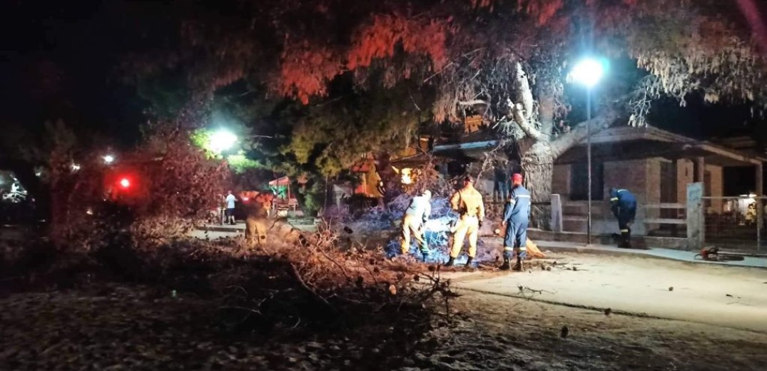 Χαλκιδική: Δέντρο έπεσε πάνω σε άντρα - Τραυματίστηκε σοβαρά στο κεφάλι (βίντεο & φωτ.)