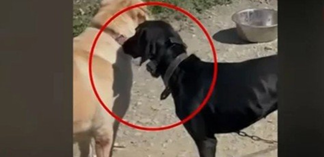 Κρήτη: Έκανε ηλεκτροσόκ σε σκύλο – Του επιβλήθηκε πρόστιμο 15.600 ευρώ