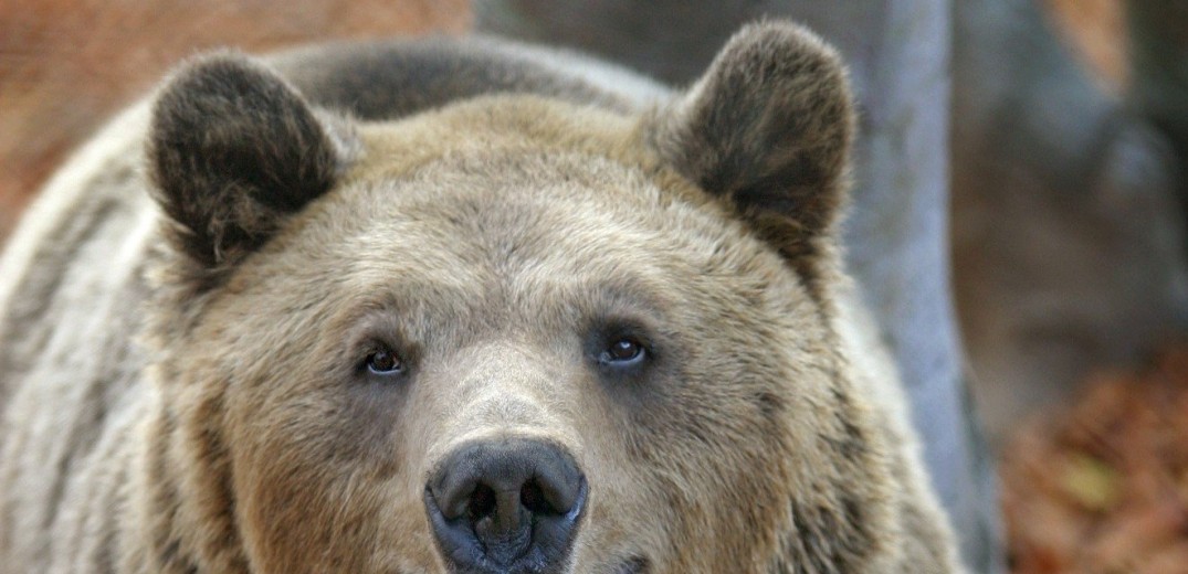 Χαλκιδική: Σε επιφυλακή οι αρχές για την παρουσία αρκούδας