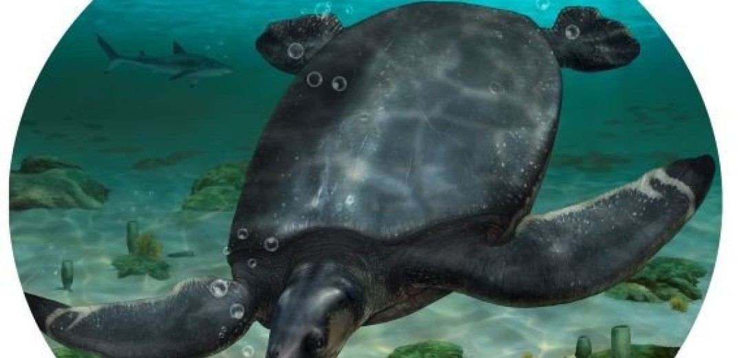 Ανακαλύφθηκε στην Ισπανία απολίθωμα γιγάντιας αρχαίας θαλάσσιας χελώνας  της μεγαλύτερης που έχει βρεθεί ποτέ στην Ευρώπη