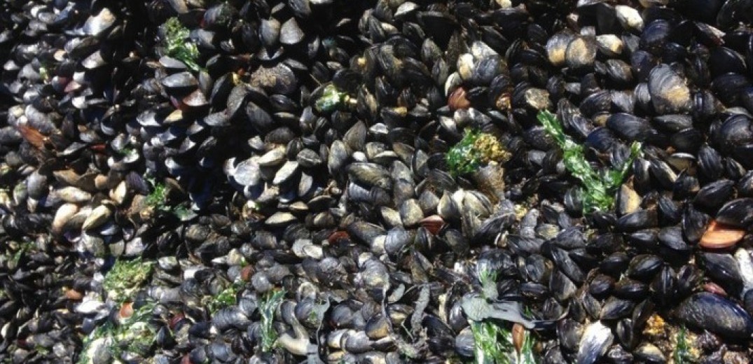 Θεσσαλονίκη: Μυδοκαλλιεργητές σε απόγνωση - «Θάνατος» οι θαλάσσιες φούσκες