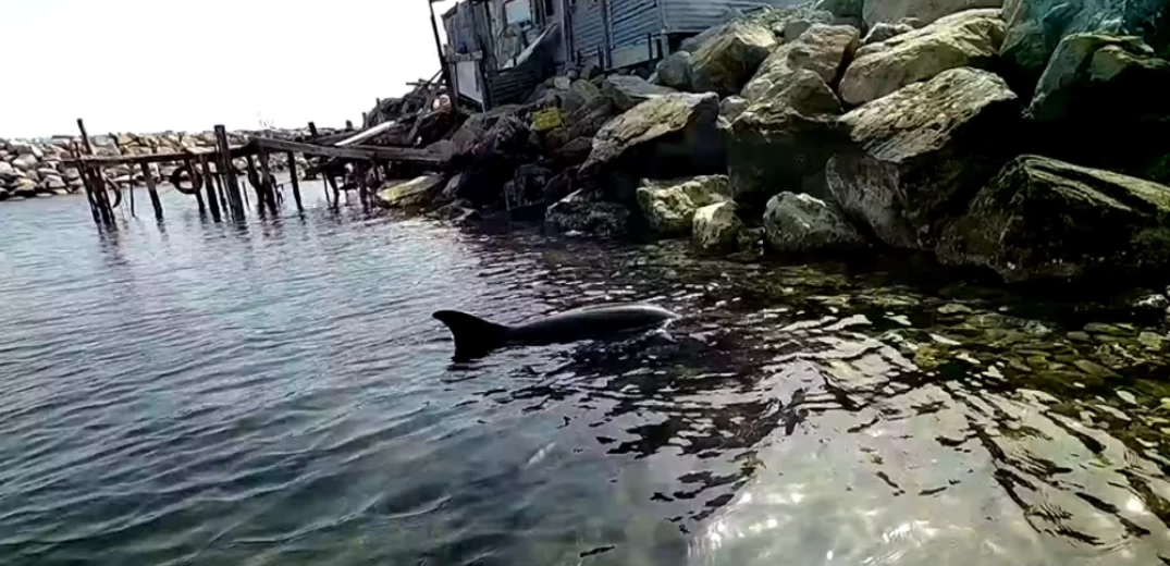Φέρες Εβρου: Συνοριοφύλακες έσωσαν δελφίνι 