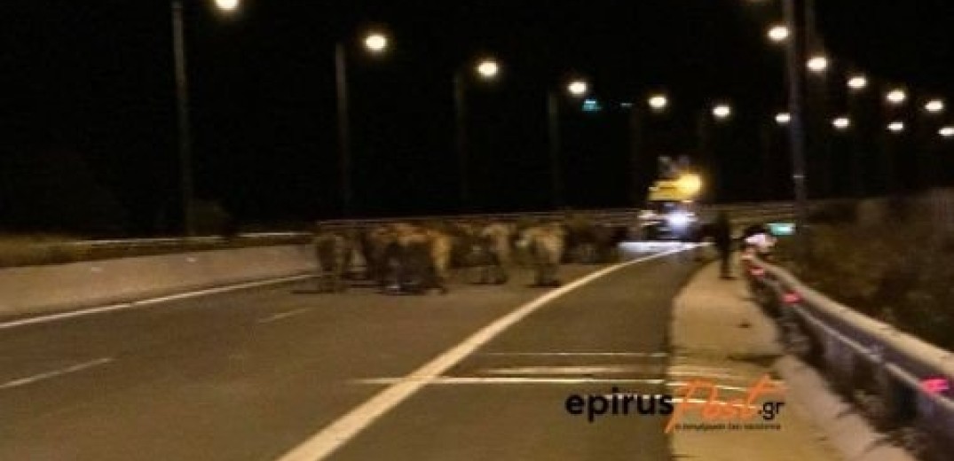 Μέτσοβο: Αγελάδες κυκλοφορύν ελεύθερες στην Εγνατία Οδό μετά από ατύχημα - Κλειστά και τα δύο ρεύματα (φωτ.)