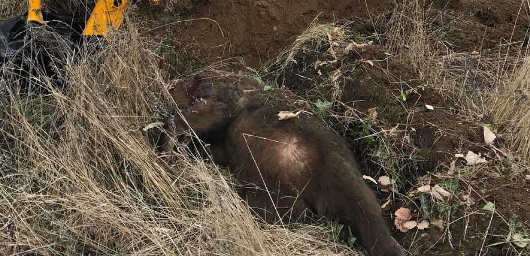 Θηλυκή αρκούδα νεκρή μετά από τροχαίο 