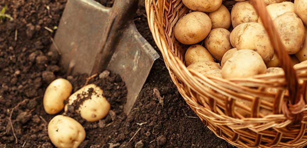 Ιωάννινα: Ολοκληρωτική καταστροφή για τις πατάτες στο οροπέδιο Χρυσοβίτσας