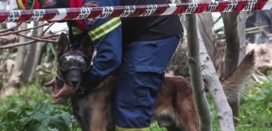 ΕΜΑΚ: Οι σκύλοι διασώστες που βρίσκουν ζωή κάτω από τα χαλάσματα (βίντεο)