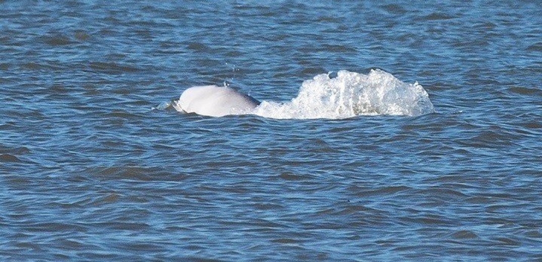 Κύπρος: Νεκρές φάλαινες ξεβράστηκαν στις ακτές