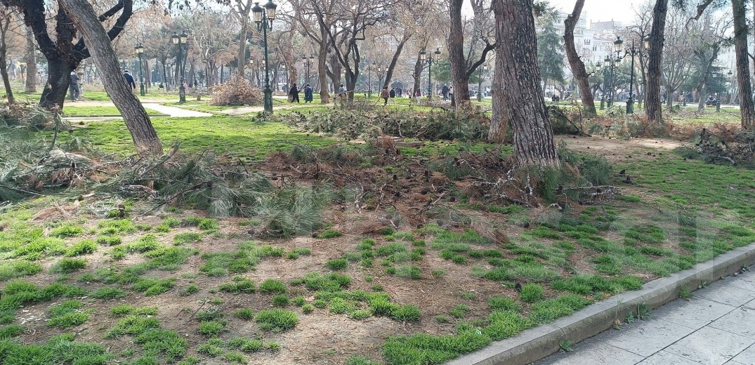 Θεσσαλονίκη: Απορρίφθηκε από το Πρωτοδικείο το αίτημα για να σταματήσει η κοπή των δέντρων