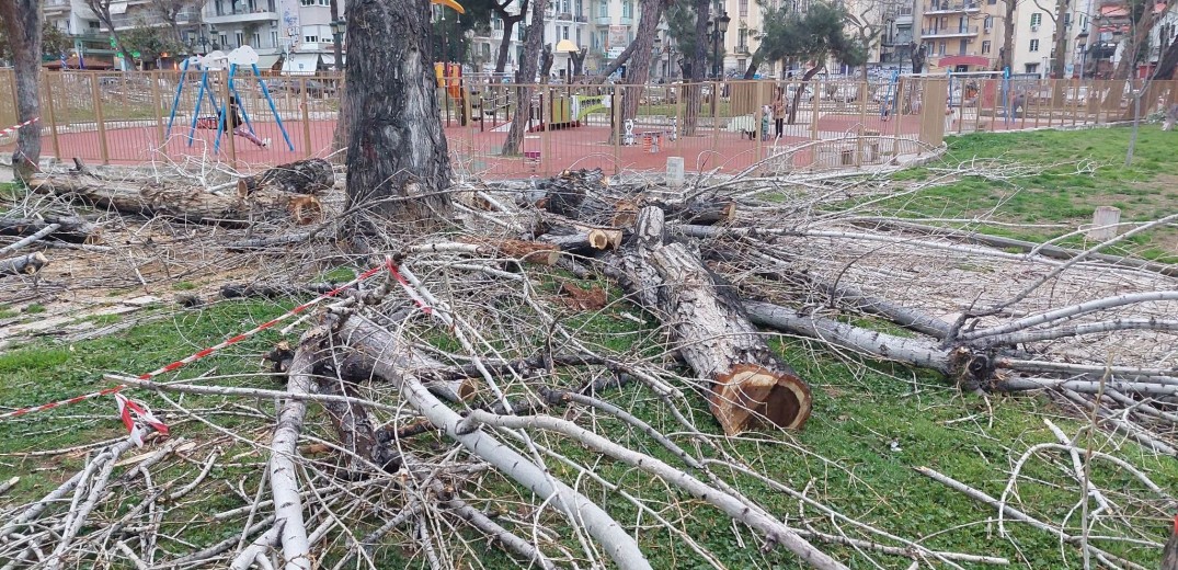 ΑΠΘ: Να σταματήσουν οι κοπές δέντρων ζητά ομόφωνα το Τμήμα Δασολογίας και Φυσικού Περιβάλλοντος 