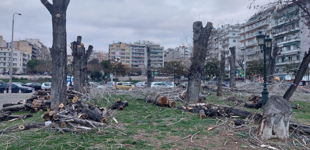 Θεσσαλονίκη: Επίθεση δήμου κατά Εφορείας Νεοτέρων Μνημείων για την κοπή των δέντρων