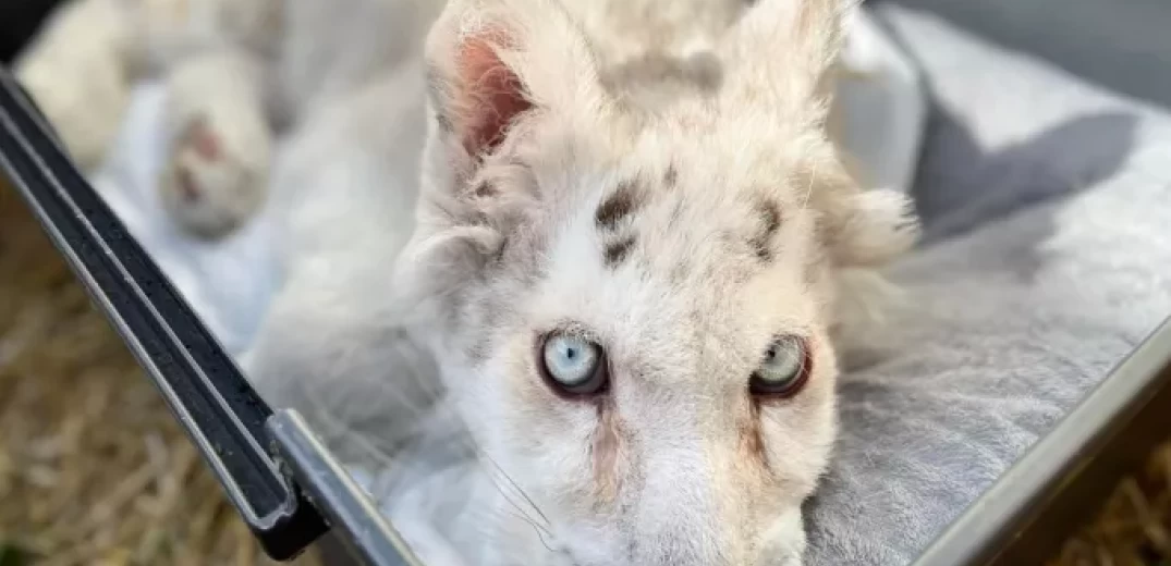 Αττικό Ζωολογικό Πάρκο: Έγινε ευθανασία στο λευκό τιγράκι - «Έσπαγαν τα πλευρά της με μικρές κινήσεις» (βίντεο)