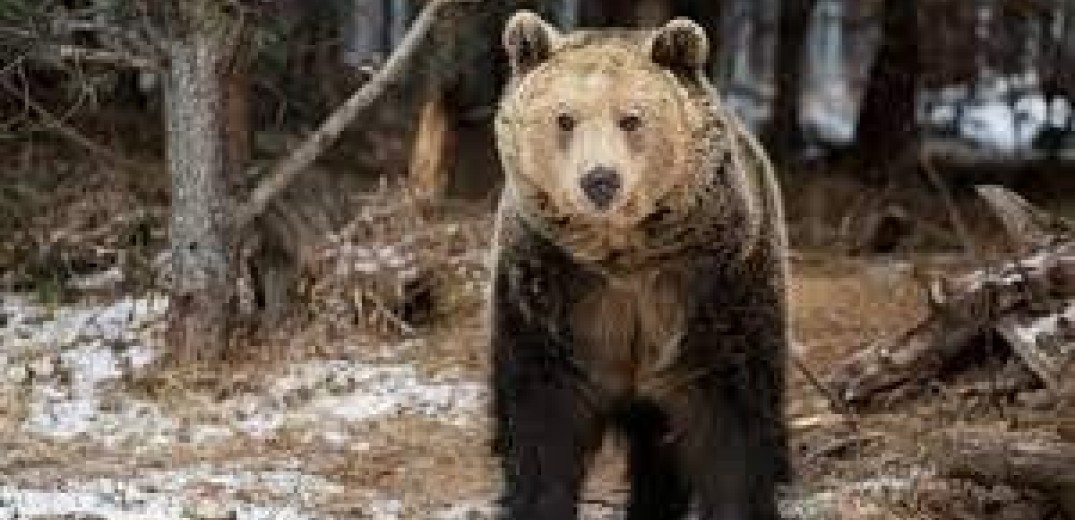 Το καταφύγιο αρκούδας στη Μπελίτσα ανοίγει ξανά τις πύλες του για τους επισκέπτες