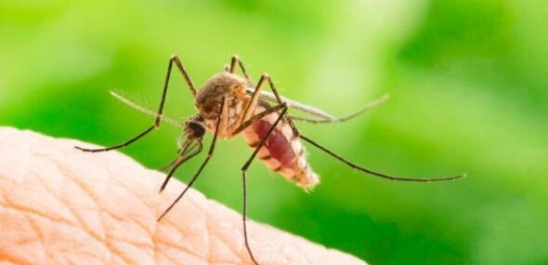 Άρχισαν οι ψεκασμοί για τα κουνούπια στην περιοχή του δήμου Θέρμης