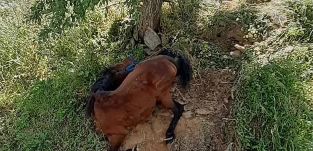 Βόλος: Ελεύθερος ο κάτοχος του αλόγου που βρέθηκε νεκρό - Ήταν ατύχημα κι όχι εγκατάλειψη