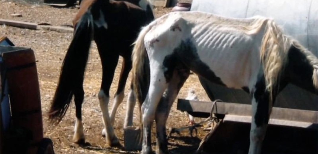 Kρήτη: Χτυπούσε άλογο με λάστιχο ποτίσματος - Συνελήφθη και έλαβε πρόστιμο 5.000 ευρώ