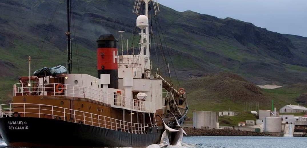 Ισλανδία: Ανακοινώθηκε προσωρινό τέλος στη φαλαινοθηρία με την ελπίδα να γίνει μόνιμο