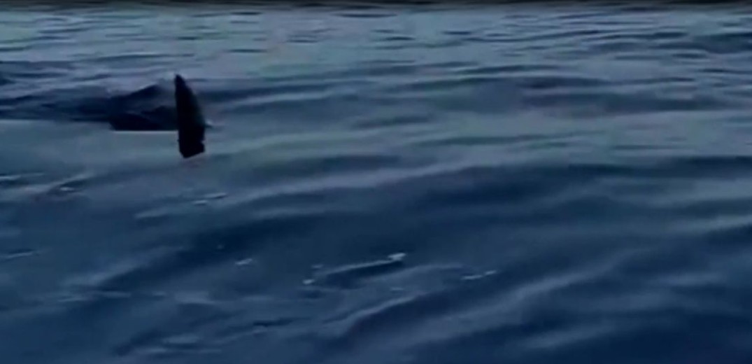 Καρχαριοειδές εμφανίστηκε στο λιμάνι του Βόλου (βίντεο)