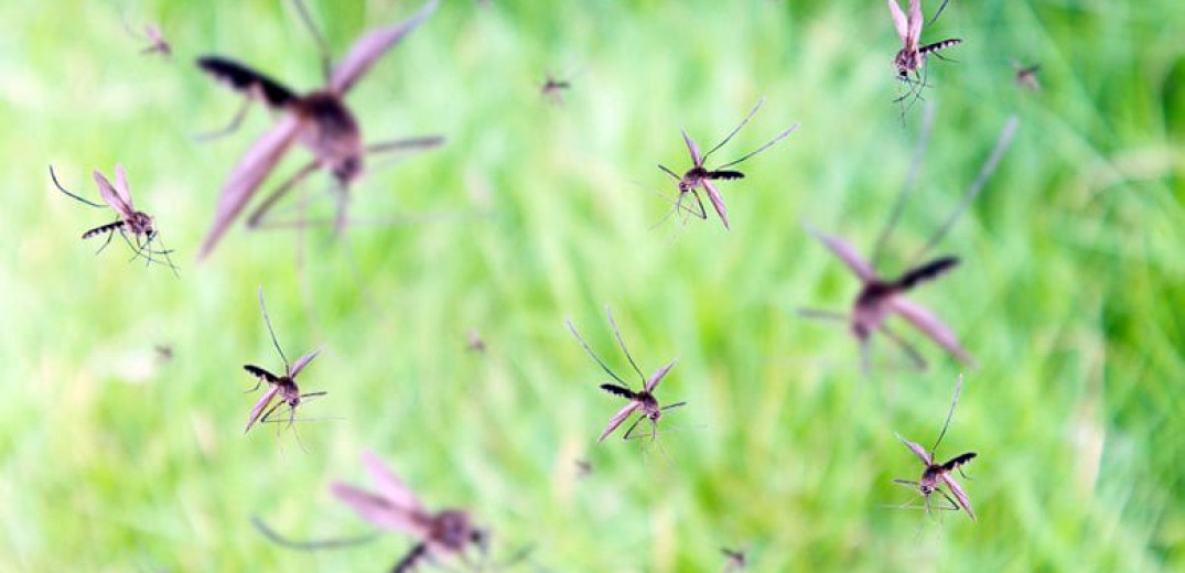 Σχέδιο διαχείρισης κουνουπιών στη Θεσσαλία