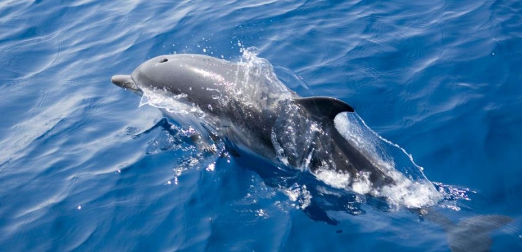 Αττικό Ζωολογικό Πάρκο: Καταδικάστηκε για τις παραστάσεις με δελφίνια