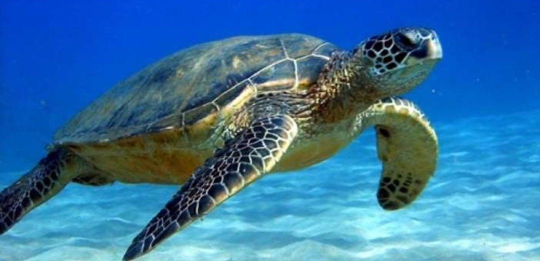 Ζάκυνθος: Παγκόσμιο ρεκόρ 37 χρόνων αναπαραγωγικής ζωής για τη θαλάσσια χελώνα (φωτ.)