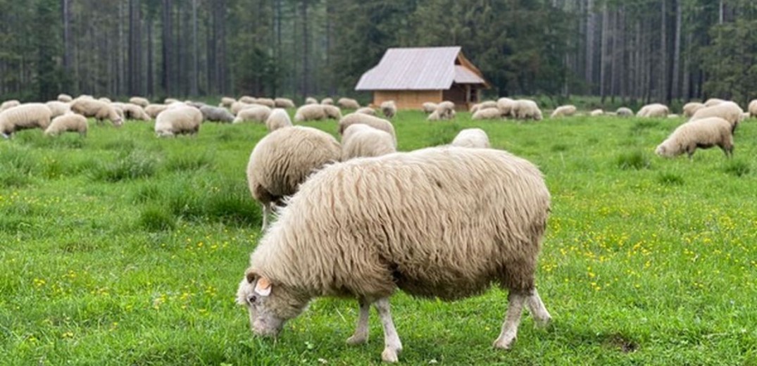 Συναγερμός στη Λέσβο: Εντοπίστηκε κρούσμα ευλογιάς σε πρόβατο