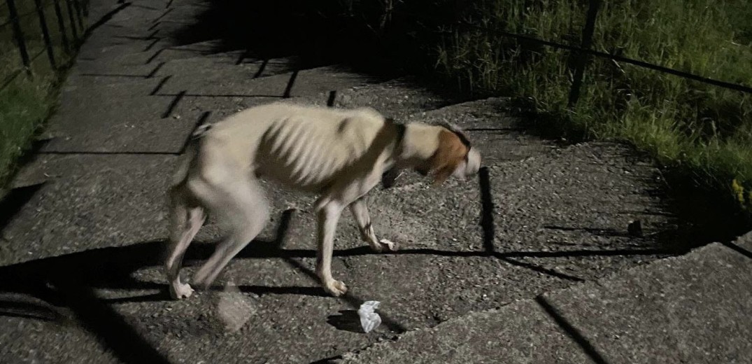 Χαλκιδική: Στο φως υπόθεση παθητικής κακοποίησης 19 κυνηγόσκυλων - «Φανερά υποσιτισμένα και με προβλήματα υγείας»