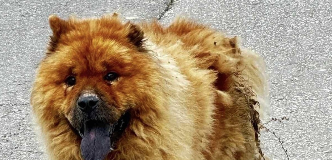Φρίκη στα Χανιά: Έριξαν καυστικό υγρό στην πλάτη ενός αδέσποτου σκύλου (σκληρές εικόνες)