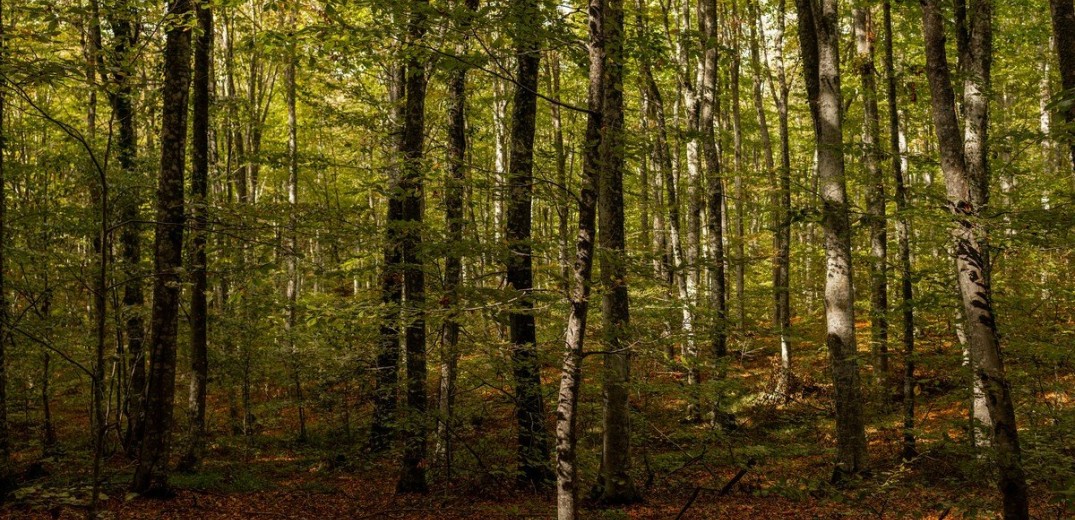 Ορεινή Χαλκιδική: Το δάσος των «παράλληλων γραμμών» της οξιάς και η παραγωγική «Μεγάλη Παναγία»